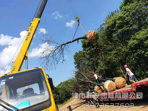 重慶無患子發(fā)車-(5)